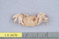 藏品(萬歲大眼蟹)的圖片